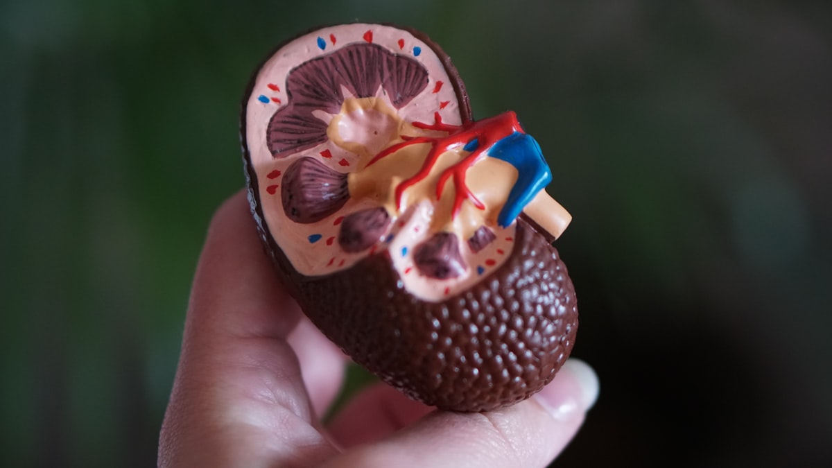 Healthy urinary system illustration
