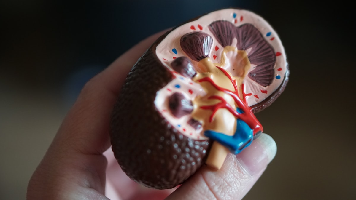 Hydration and kidney health